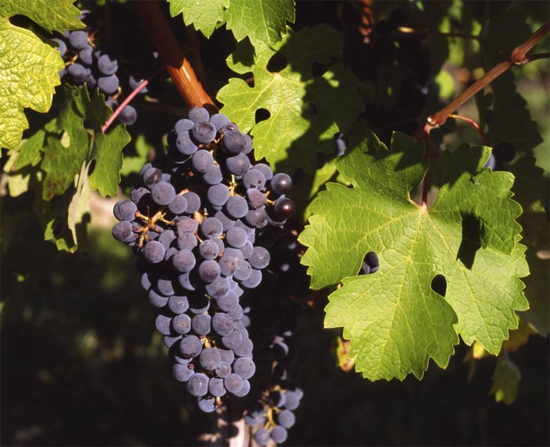 Cepa Cabernet Sauvignon