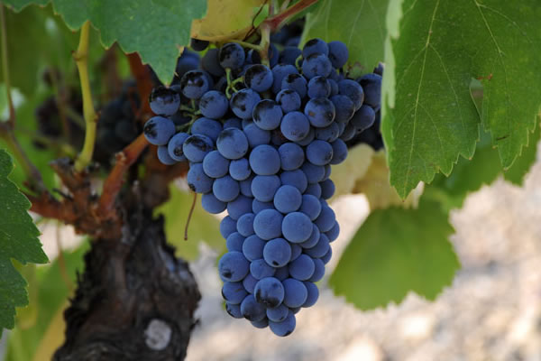 Cepa Garnacha